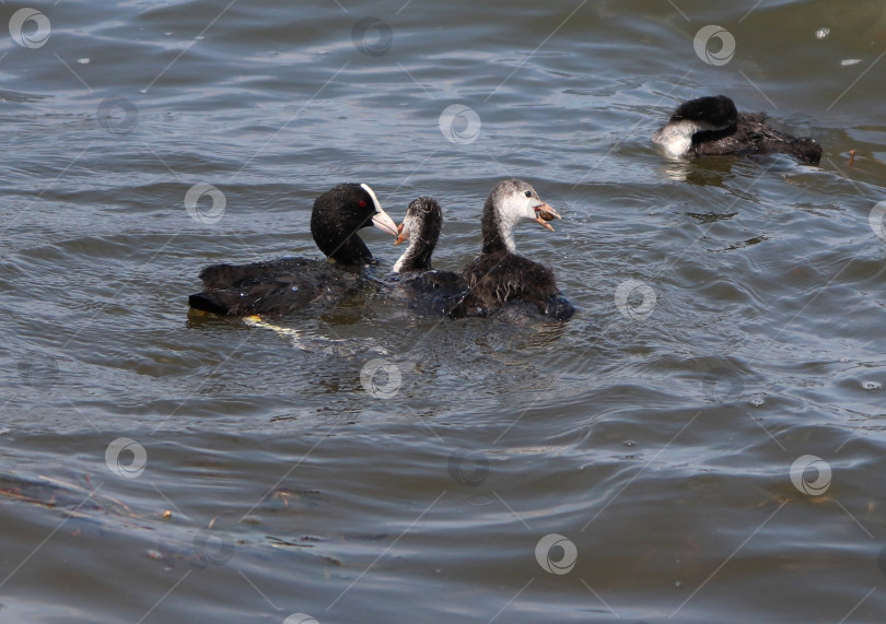 Скачать Взрослая водоплавающая птица со своим выводком. Птенец лыски (Fulica atra) держит улитку в клюве. Родитель дает корм детенышу. фотосток Ozero