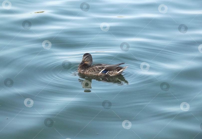 Скачать Самка кряквы (дикая утка, Anas platyrhynchos) плавает по гладкой, спокойной поверхности воды. фотосток Ozero