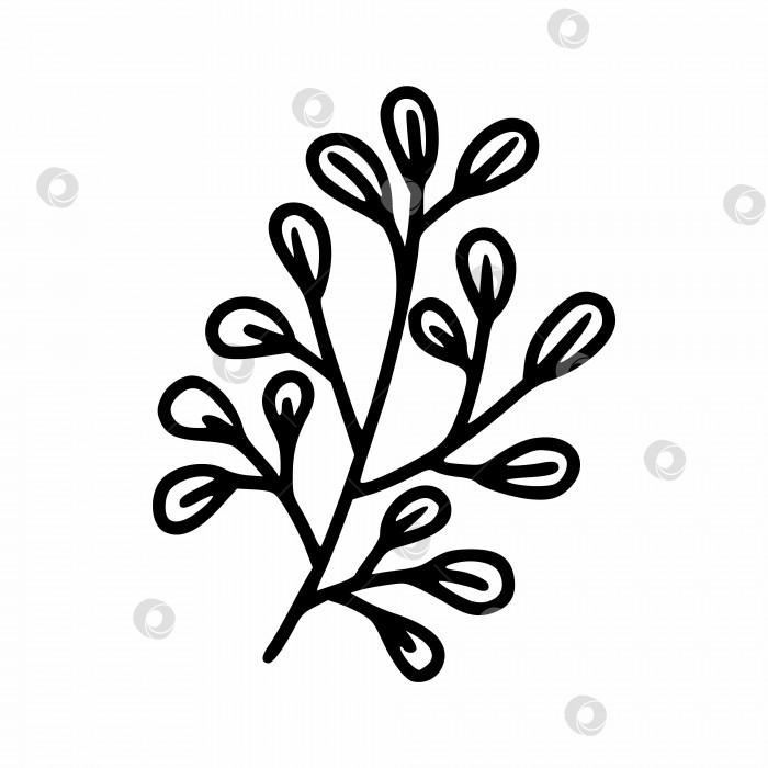 Скачать Веточка, нарисованная контурной линией. Растения и травы в стиле каракулей. фотосток Ozero