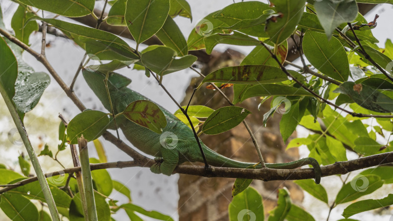 Скачать Ярко-зеленый хамелеон притаился среди листвы на дереве. фотосток Ozero