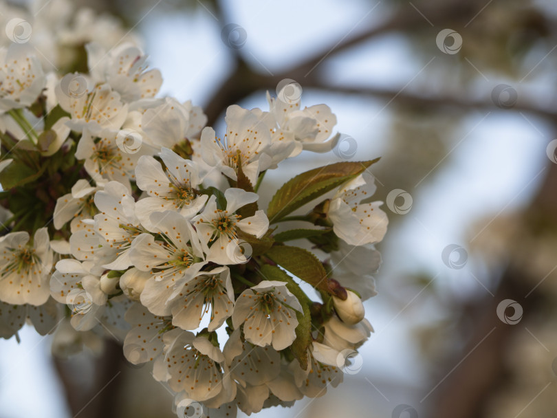Скачать Абстрактный фон из сезонных весенних цветов. Цветущие ветви деревьев с белыми цветами. Для поздравительных открыток с местом для копирования фотосток Ozero