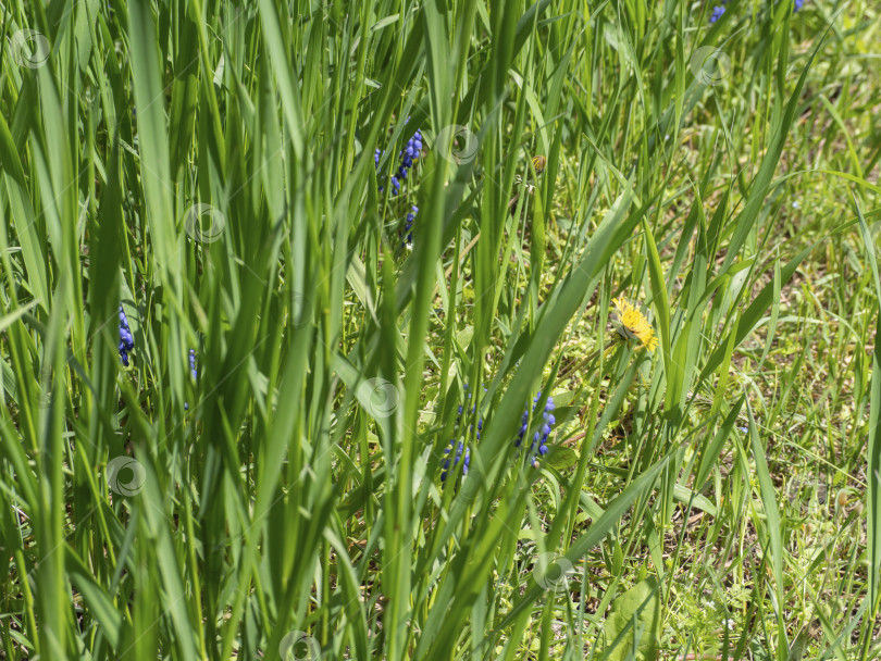 Скачать Летний естественный зеленый фон. Сосредоточьтесь на середине. Зеленая трава, на которой растут синие и желтые цветы фотосток Ozero