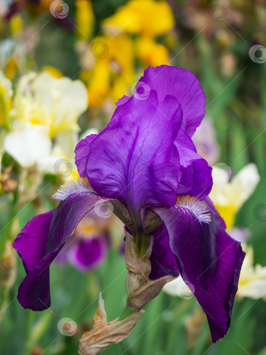 Скачать Фиолетовый цветок ириса на ярком желто-зеленом фоне. фотосток Ozero