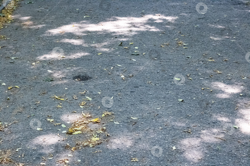 Скачать Желтые осенние листья на асфальте, на тротуаре фотосток Ozero