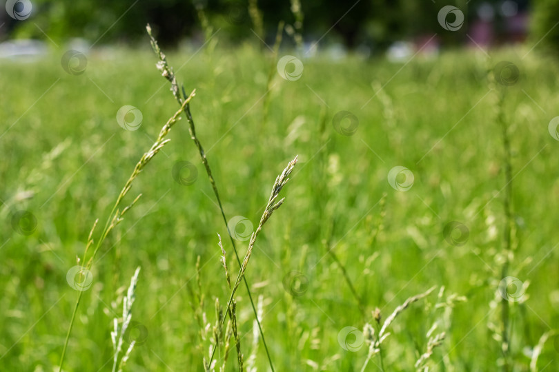 Скачать Зеленая трава крупным планом на фоне летнего поля фотосток Ozero