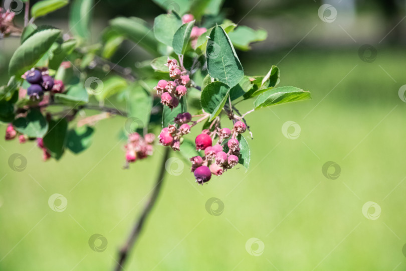 Скачать Фиолетовые ягоды на ветке с зелеными листьями фотосток Ozero