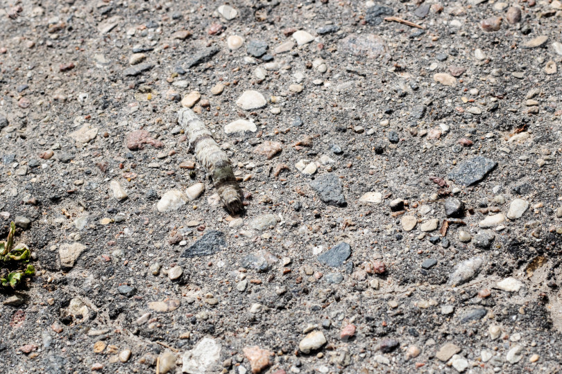 Скачать Серая гусеница, ползущая по асфальту крупным планом фотосток Ozero