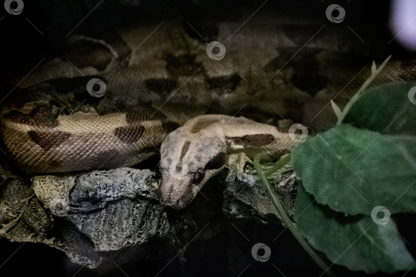Скачать Большая серая змея лежит на ветке дерева фотосток Ozero