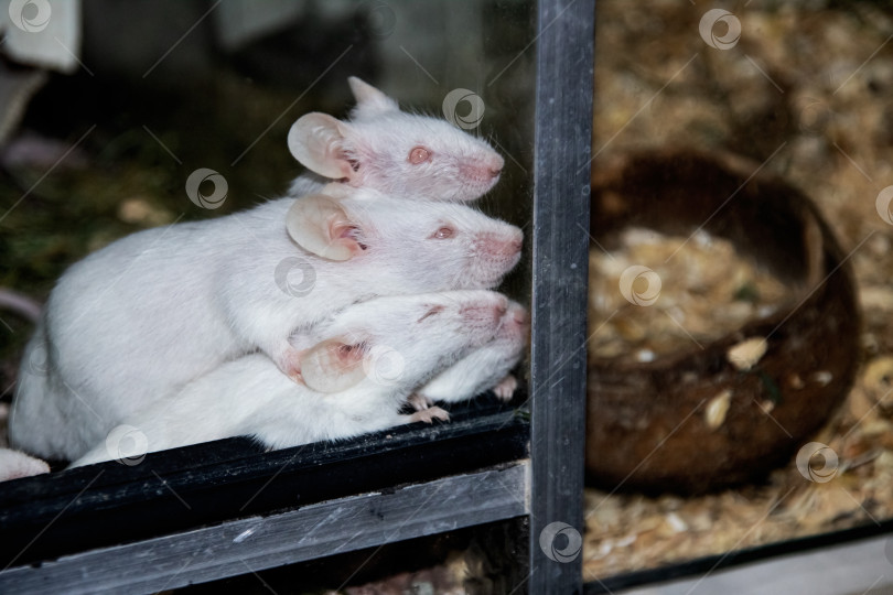 Скачать Много белых крыс-альбиносов в клетке фотосток Ozero