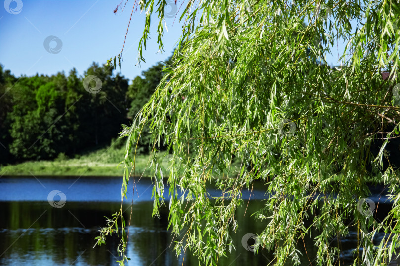 Скачать Ветви дерева с листьями на фоне озера и леса фотосток Ozero