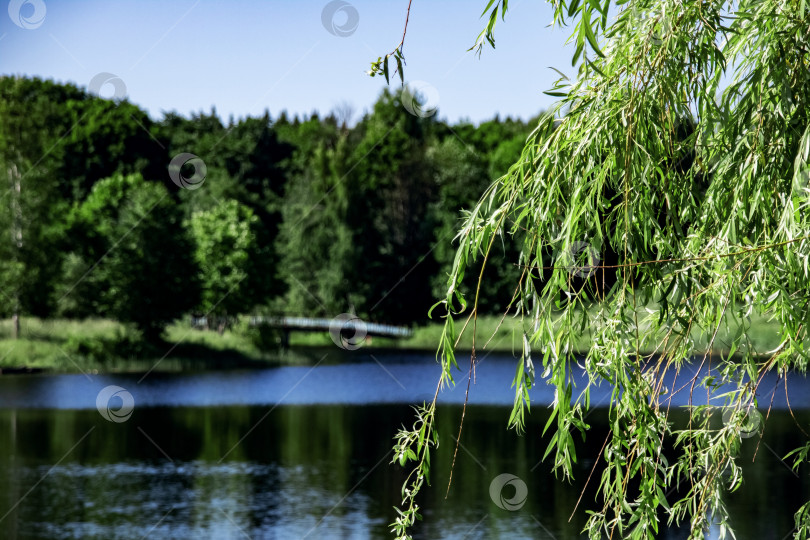Скачать Ветви дерева с листьями на фоне озера и леса фотосток Ozero