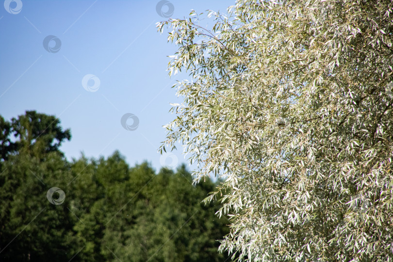 Скачать Ветки дерева с зелеными листьями на фоне голубого неба фотосток Ozero