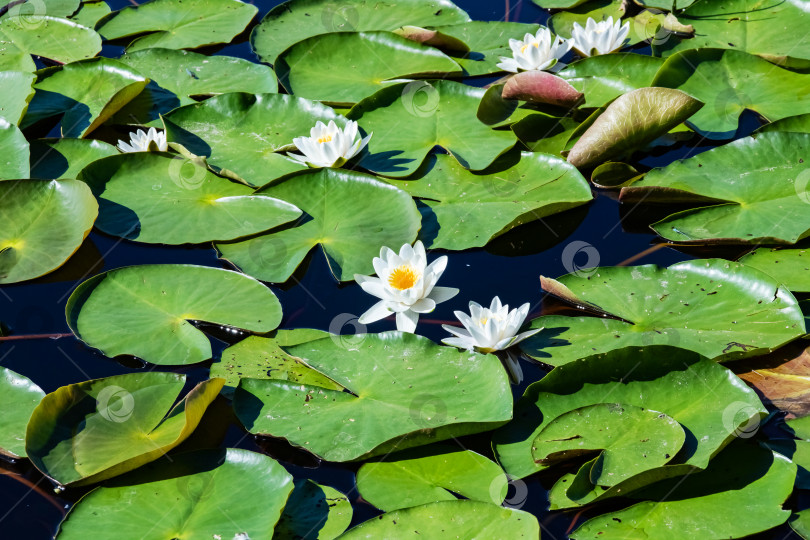 Скачать Белые лилии на поверхности воды среди зеленых листьев фотосток Ozero