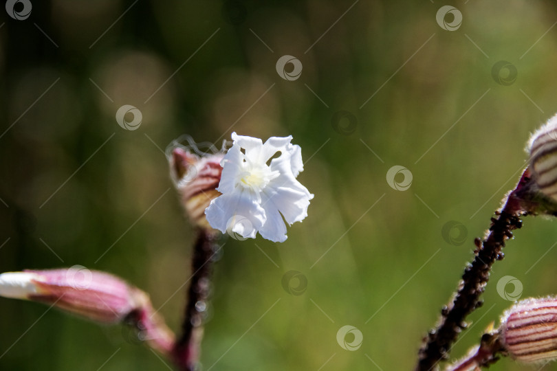 Скачать Белый цветок крупным планом на фоне зеленой травы фотосток Ozero