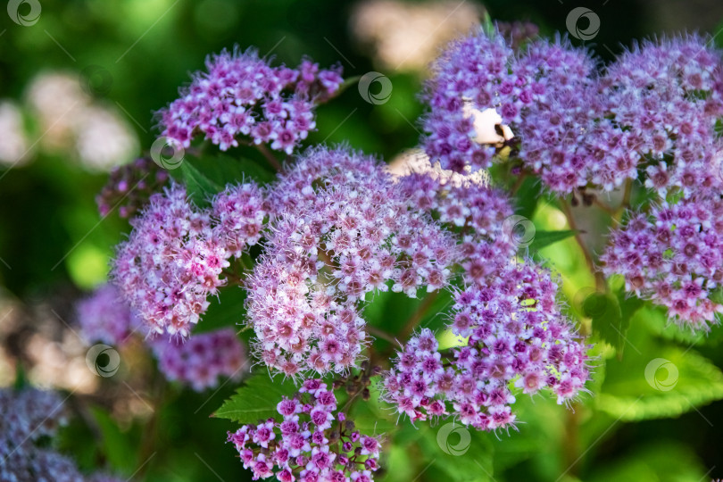 Скачать Фиолетовые цветы крупным планом на фоне зеленой травы фотосток Ozero