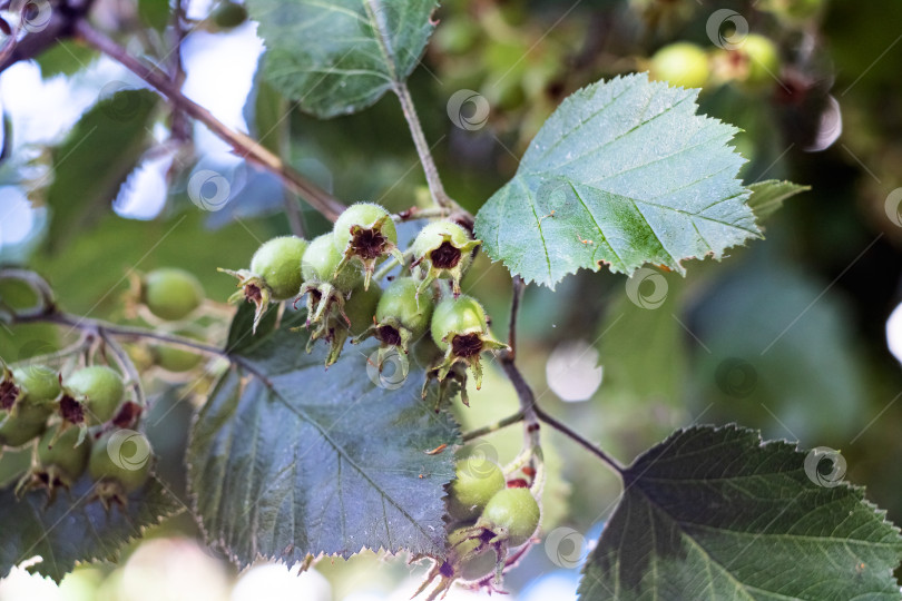 Скачать Зеленые орехи на ветке с листьями крупным планом фотосток Ozero
