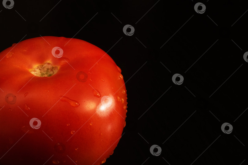 Скачать Красный помидор с каплями воды на темном фоне фотосток Ozero