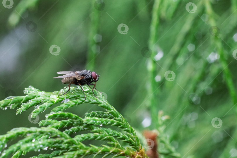 Скачать Черная муха садится на зеленую ветку крупным планом фотосток Ozero