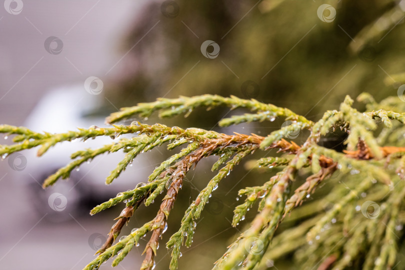 Скачать Зеленые ветви туи с каплями воды и паутиной крупным планом фотосток Ozero