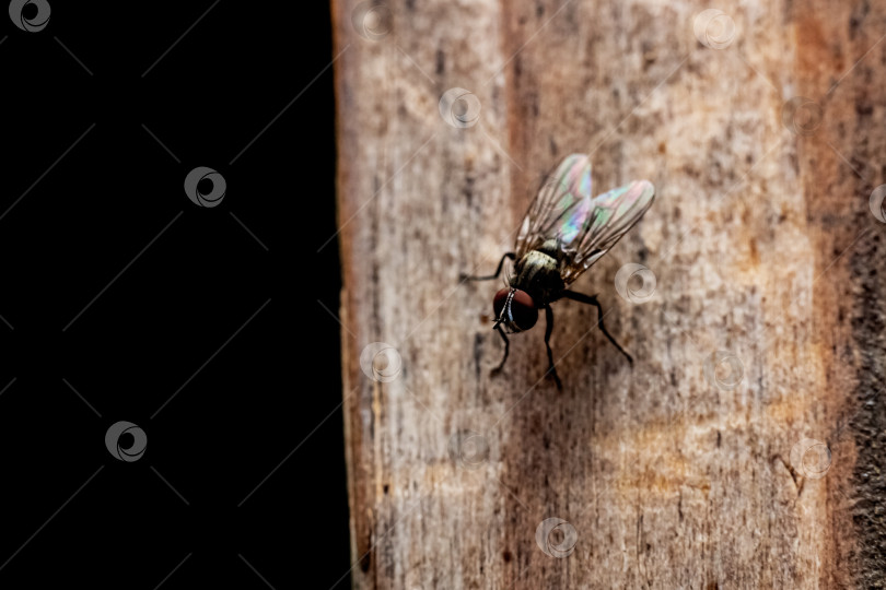 Скачать Черная муха садится на деревянную доску крупным планом фотосток Ozero