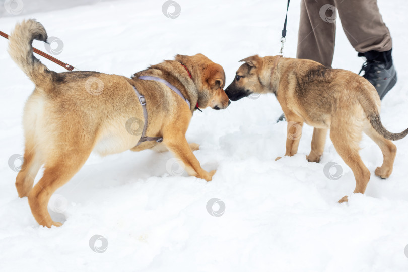 Скачать Два коричневых щенка играют в снегу фотосток Ozero