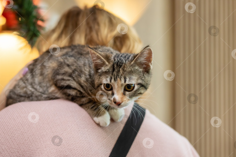 Скачать Серый котенок на плече женщины крупным планом фотосток Ozero