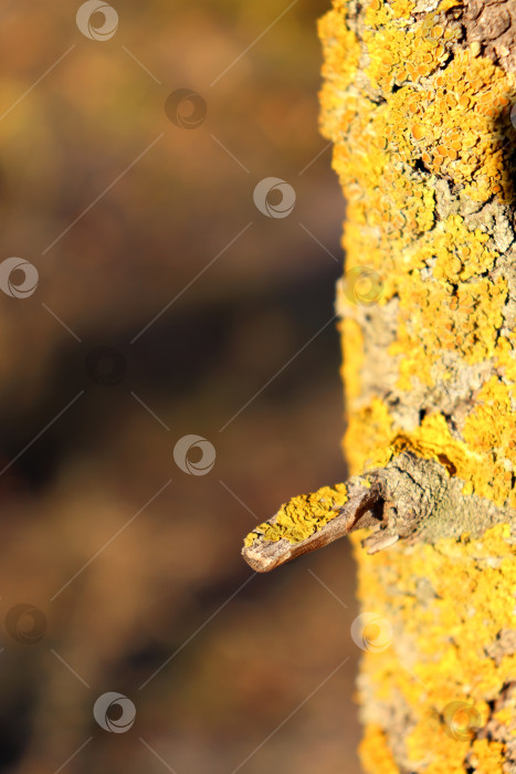 Скачать Кора дерева, покрытая лишайником Ксанторией настенной (Xanthoria parietina). Сучок на стволе дерева. фотосток Ozero