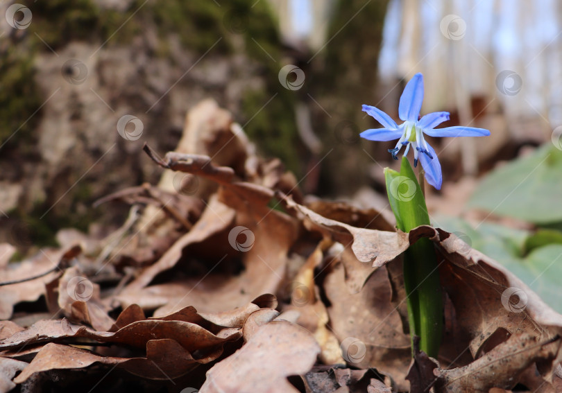 Скачать Первоцвет пролеска сибирская (Scilla siberica) пророс через лесную подстилку из сухих дубовых листьев. Голубой цветок ранней весной среди прошлогодней сухой листвы. Концепция нового начала. фотосток Ozero