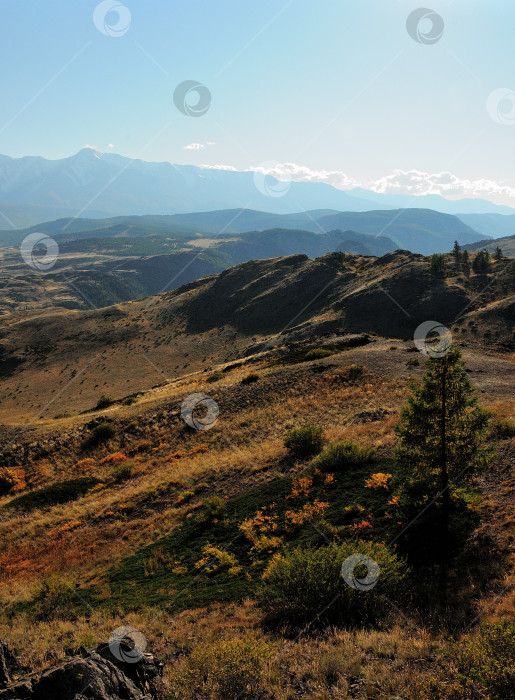Скачать Высокая сосна на склоне высокого холма осенним вечером с видом на заснеженные горные вершины. фотосток Ozero