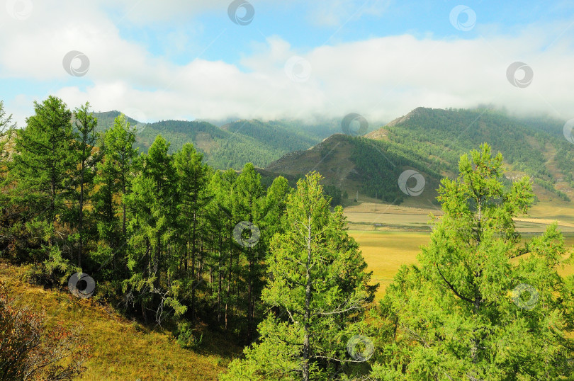 Скачать Глядя сквозь верхушки молодых кедров на живописную долину, окруженную горами с вершинами в низких облаках. фотосток Ozero