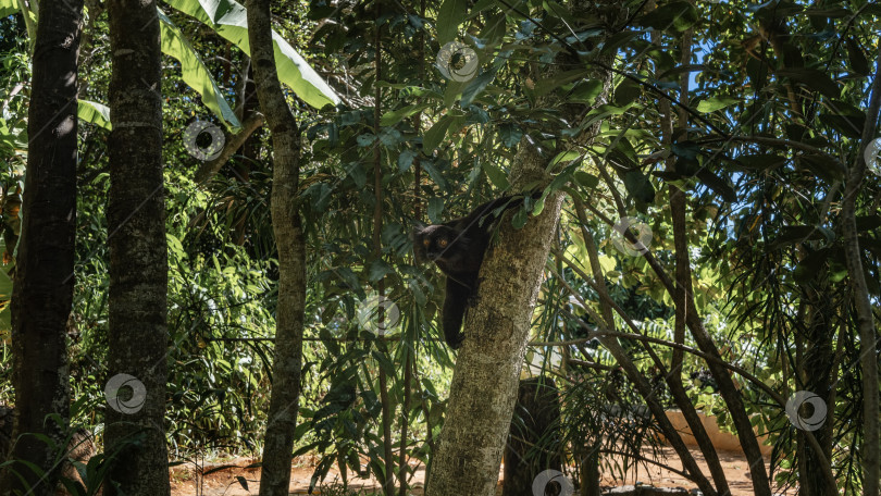 Скачать Черный лемур Eulemur macaco сидит на дереве, фотосток Ozero