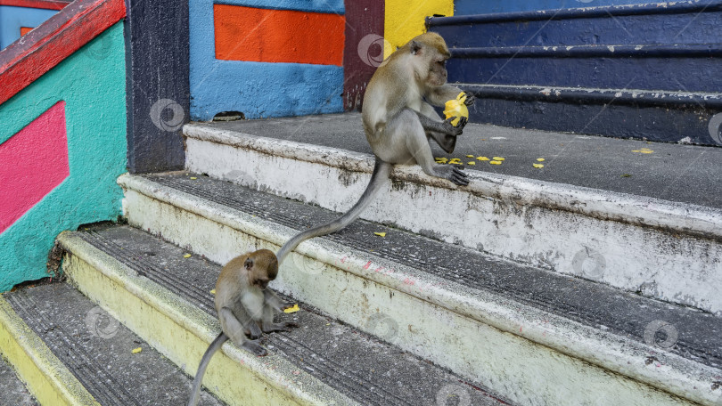 Скачать Две обезьяны сидят на ступенях индуистского храма. фотосток Ozero