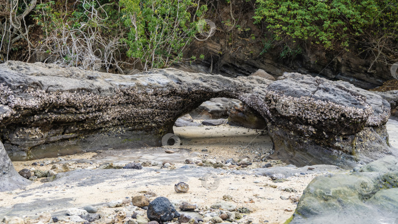 Скачать Отлив. На выступающем скальном своде видны прикрепившиеся моллюски. фотосток Ozero