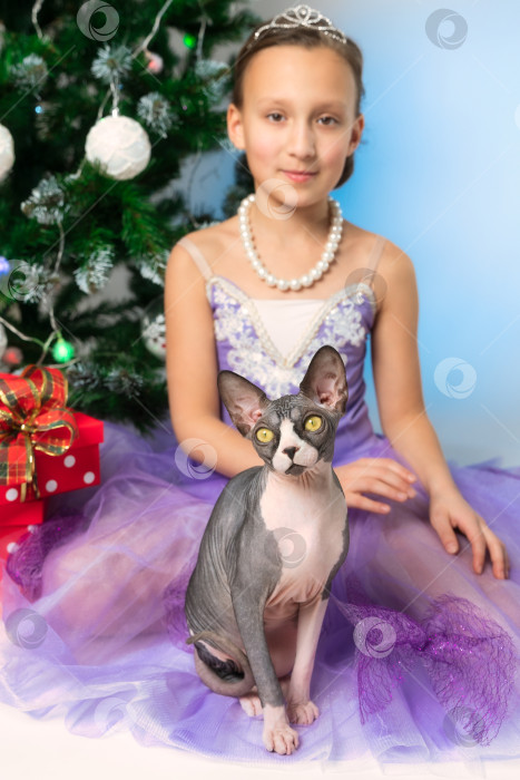 Скачать Кот сфинкс смотрит в камеру, сидя рядом с девушкой в фиолетовом платье на фоне рождественской елки фотосток Ozero