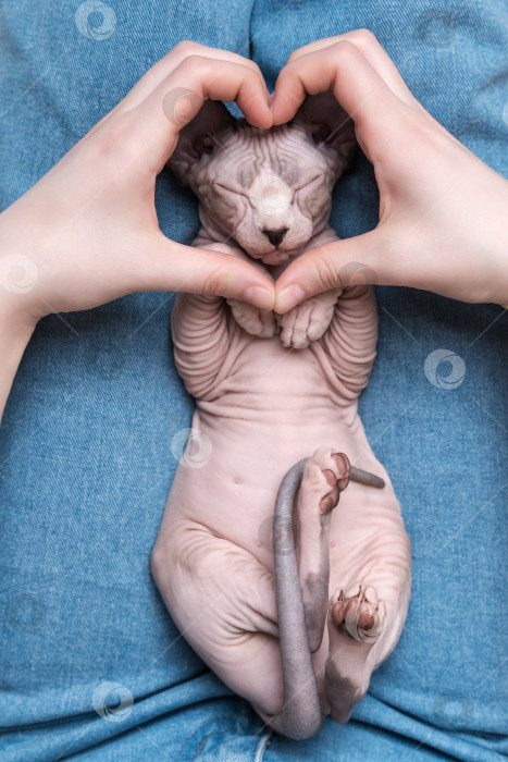 Скачать Женские руки, делающие пальцами знак сердца перед мордочкой котенка, лежащего на спине на джинсах фотосток Ozero