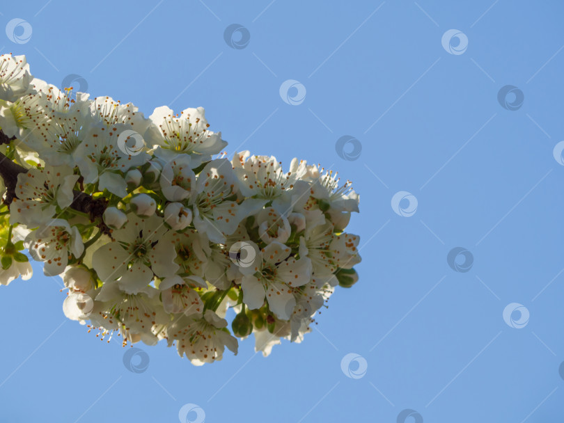 Скачать Фруктовая ветка, цветущая белыми цветами на фоне голубого неба фотосток Ozero