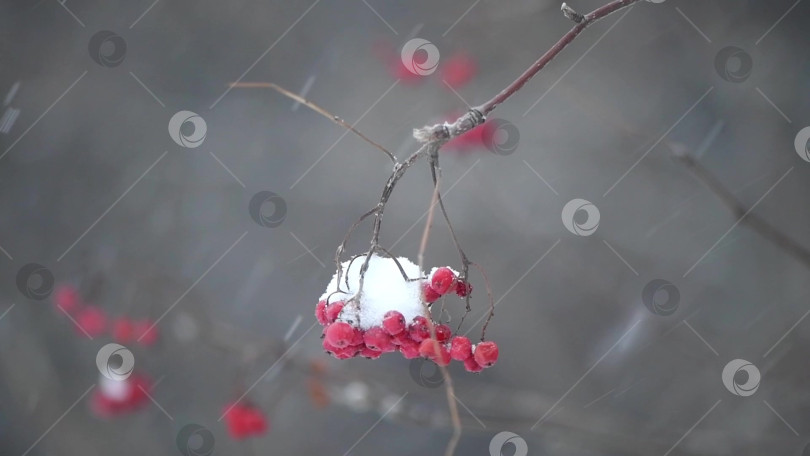 Скачать Красная рябина зимой под снегом. Концепция зимы фотосток Ozero