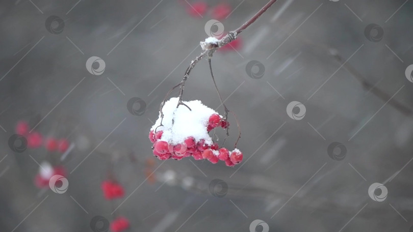 Скачать Красная рябина зимой под снегом. Концепция зимы фотосток Ozero