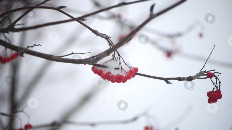Скачать Красная рябина зимой под снегом. Концепция зимы фотосток Ozero