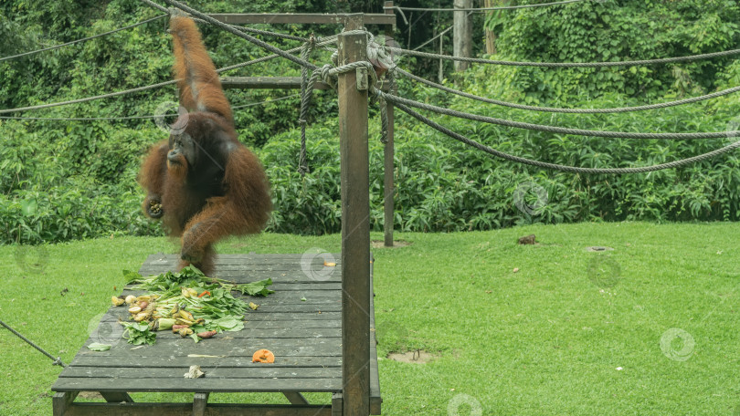 Скачать Большой орангутанг кормится. фотосток Ozero