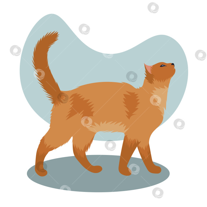 Скачать Изображение короткошерстной кошки с рыжим окрасом фотосток Ozero