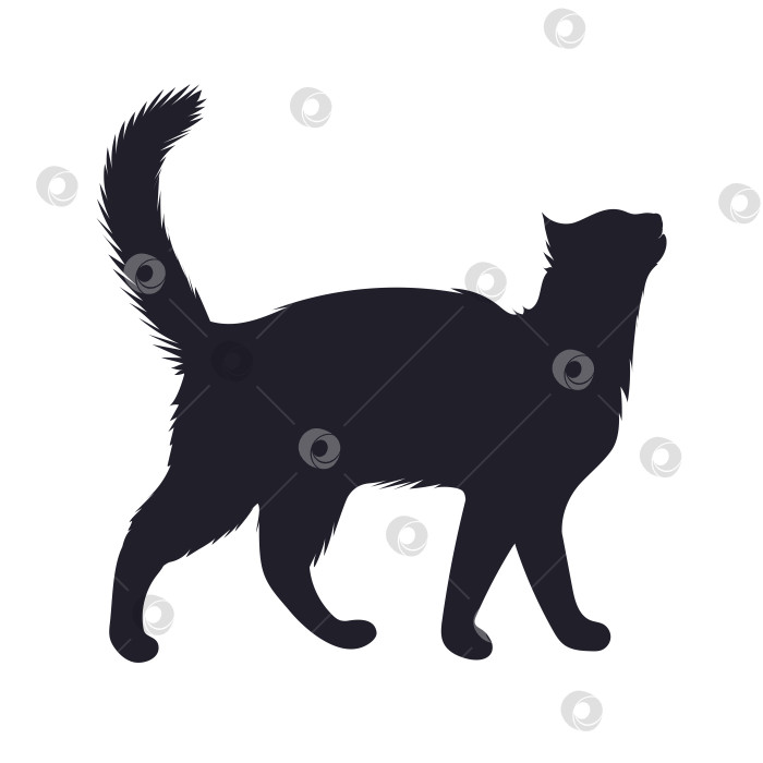 Скачать Черно-белое изображение короткошерстной кошки. фотосток Ozero