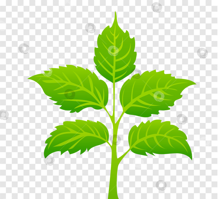 Скачать зеленые листья на изолированном фоне, для логотипов, дизайнов, символики зеленой планеты. шаблон логотипа, значок здорового питания, органический огород. Экологически чистое выращивание. Векторная иллюстрация фотосток Ozero