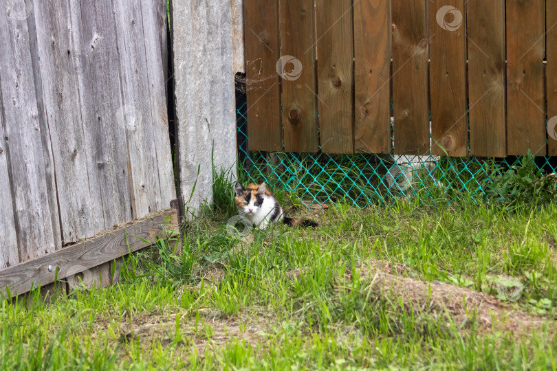 Скачать По двору гуляет белая кошка фотосток Ozero