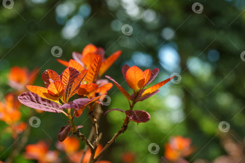Скачать Красные листья на фоне зелени. Молодые красные листья Cotinus coggygria Royal Purple (Rhus cotinus, европейское дымчатое дерево) на солнечном фоне размытой зелени в весеннем саду. фотосток Ozero