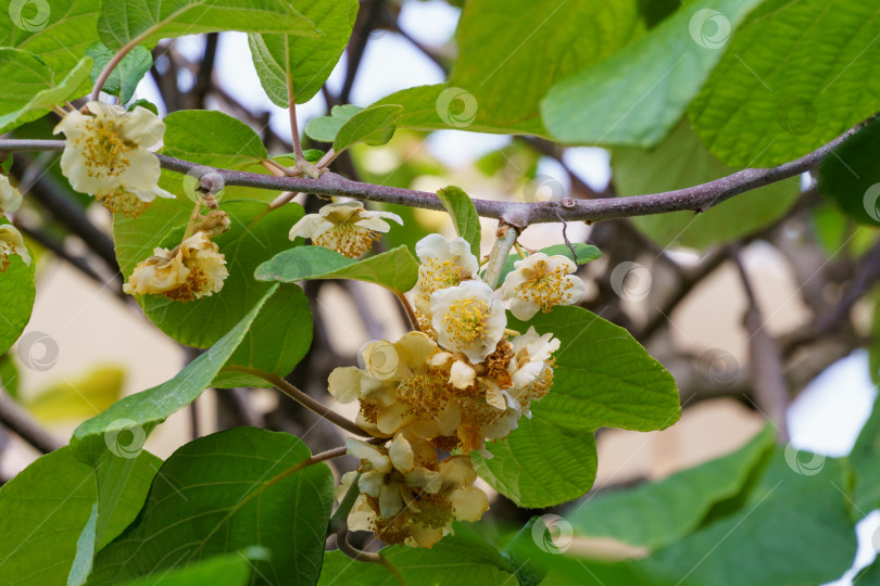 Скачать Крупный план цветущего киви (Actinidia chinensis или deliciosa).Цветы киви или китайского крыжовника. Красивое цветение на ветках с листьями в Сочинском парке фотосток Ozero