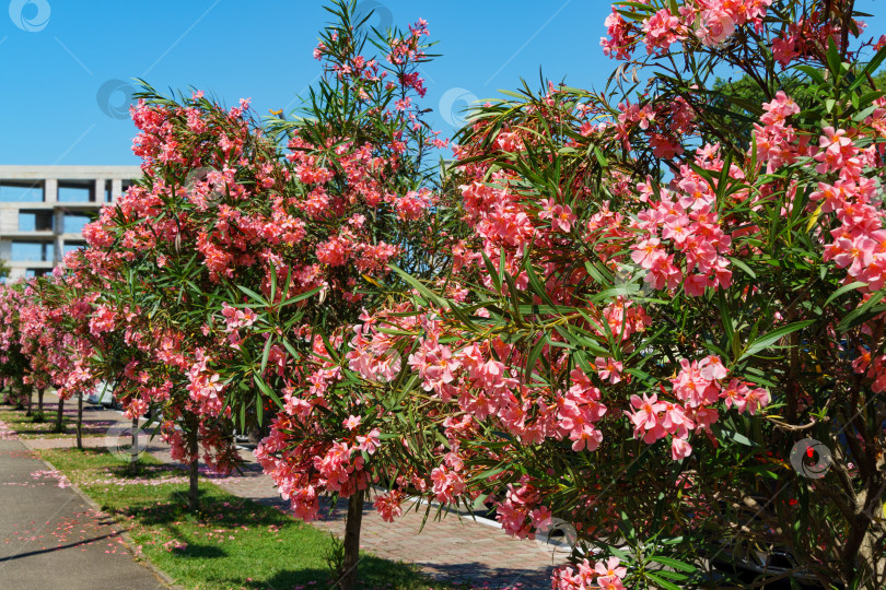 Скачать Красивый розовый цветок олеандра (Nerium oleander). Цветение дерева Nerium oleander flowers. Розовые цветы на кустарнике в центре города-курорта Сочи. Токсичен во всех своих проявлениях. фотосток Ozero