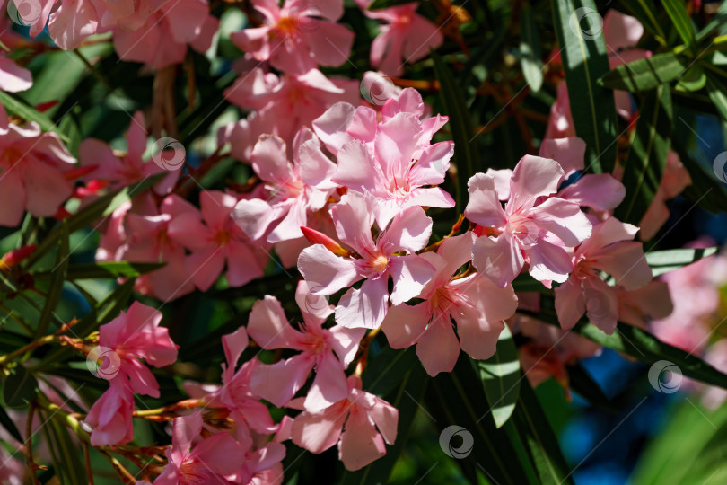 Скачать Крупный план цветка розового олеандра (Nerium oleander). Цветение дерева Nerium oleander flowers. Розовые цветы на кустарнике в центре города-курорта Сочи. Токсичен во всех своих проявлениях. фотосток Ozero