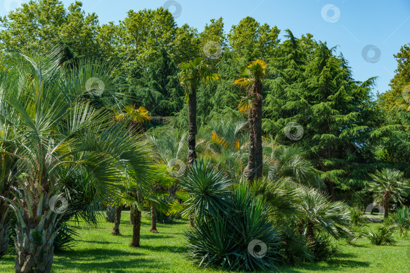 Скачать Пальмы Chamaerops humilis, европейская веерная или средиземноморская карликовая пальма характерны для улиц и парков Сочи и юга России. фотосток Ozero