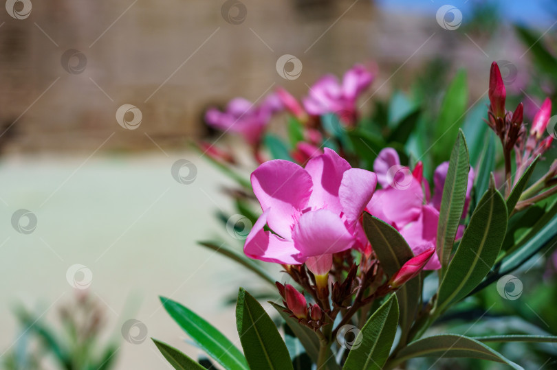 Скачать Красивый розовый цветок олеандра (Nerium oleander). Цветение цветущего дерева Nerium oleander в древнем городе Петра, высеченном в скале, является столицей Набатейского царства. Иордания. Крупный план фотосток Ozero